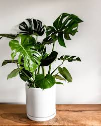 If that's not an option, place crushed ice over the soil when it feels dry. Houseplant Care Why Your Plant Is Dying And How To Reverse It Architectural Digest
