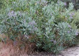 Image result for Polycarpaea eriantha