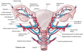 Blood Supply Ovarian Cancer
