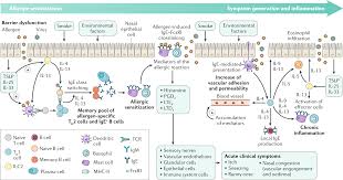 Image result for Allergic Rhinitis