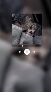 Untitled Kitten Wallpaper Cute Cat Wallpaper Cat Wallpaper