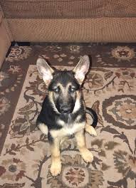 pup growth log chart page 28 german shepherd dog forums