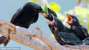 Maybe you would like to learn more about one of these? Srigunting Hitam Peniru Hebat Dengan Beberapa Keunikan Om Kicau