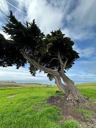 Image result for Marsilea macrocarpa