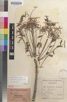 Image result for Kirkia acuminata