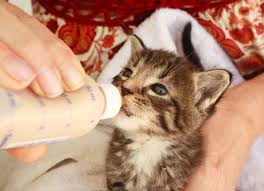 For the first two to four days of life, newborns who are breastfeeding will need to medical emergencies in newborns. Can Kittens Drink Milk Petmd