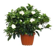 We did not find results for: Gardenia Jasminoides Or Cape Jasmine Buy Online Green Souq Uae