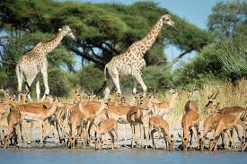 We did not find results for: Moremi Game Reserve Okavango Delta Botswana