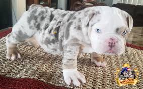 Below is the official american kennel club list of colors available for the english bulldog breed. Lilac Tri Merle Boy 3 English Bulldog Puppy Welcome To Sandov S English Bulldog