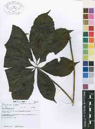 Image result for Cussonia zimmermannii
