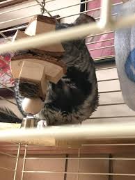 Numerous underlying causes may be to blame for a bald spot on cat ranging from allergies to fleas and ringworms. Chin Help I Noticed This Bald Spot On My 11 Year Old Chinchilla Charlie And It S Giving Me So Much Anxiety He Is Still Acting Like His Playful Self Though Should I