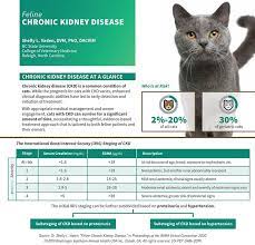Creating Brighter Futures For Cats With Chronic Kidney Disease American Veterinary Medical Association
