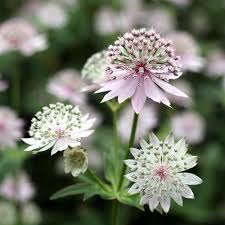 Octobre est le mois idéal pour planter les bulbes qui fleuriront au printemps ! Quelle Fleur Planter En Octobre Liste Ooreka