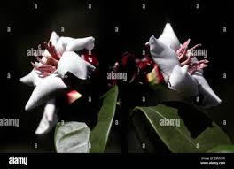 Image result for Strophanthus amboensis