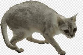 Trotz ihres zierlichen erscheinungsbildes macht die singapura einen relativ kräftigen eindruck. Inlandische Kurzhaarige Katze Malayische Katze Australischer Nebel Singapura Katze German Rex Katzchen Tiere Asiatisch Png Pngegg