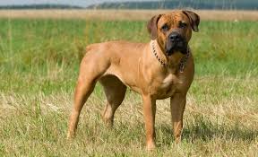 Boerboel Dog What You Should Know About South African