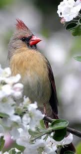 Brown Birds That Look Like Cardinals Female Cardinal Bird Birds Cardinal Birds Beautiful Birds