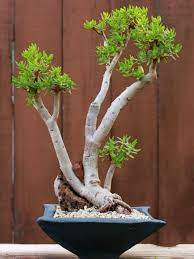 Crassula sarcocaulis or bonsai crassula is a small succulent shrub native to south africa. Crassula Sarcocaulis Bonsai Crassula World Of Succulents Bonsai Tree Care Bonsai Tree Jade Bonsai