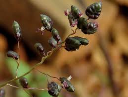 Image result for Eragrostis patentipilosa