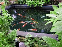 You can learn how many koi fit in a pond comfortably. Koi Ponds What Is A Koi Pond And How It Differs From Other Ponds Russell Watergardens Koi