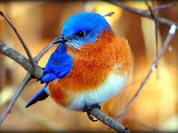 Birds Of Eastern North Carolina Pictures Eastern Bluebird Bird Pictures Pet Birds Blue Bird