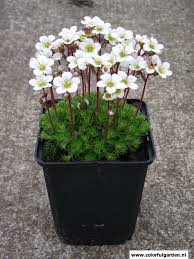 Saxifraga White Pixie Beautiful Flowers White Plants Diy Garden Fountains