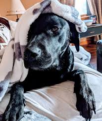 Customers and pets throughout the fraser valley depend on our veterinary services and advice. Family Pet Page Fairfield Animal Hospital We Take Your Pet S Health Seriously