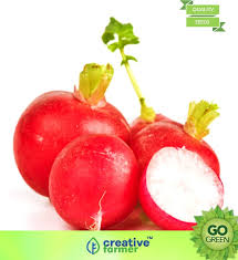 Maybe you would like to learn more about one of these? Creative Farmer Vegetable Seeds Radish Flower Seeds Radish Seeds Edible Flower Vegetable Garden Home Garden Seeds Seed 20 Per Packet Buy Online In Faroe Islands At Faroe Desertcart Com Productid 139301376