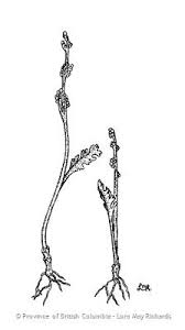 Image result for Platostoma montanum