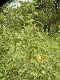 Image result for Waltheria indica