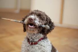 Lagotto romagnolomale, 1 year, 25 weeksbudapest, hungary. Breed Info Valley Veterinary Services