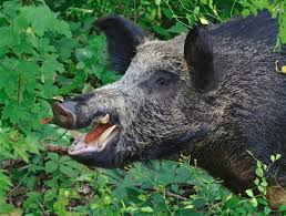 Feral hog problems in Arkansas described as 'World War III'