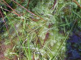 Image result for Mayacaceae