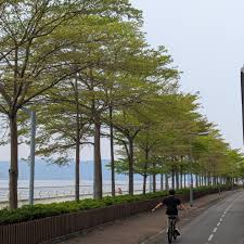 Image result for Terminalia mantaly