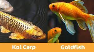 Dinky duddydums, don't cry, mummy won't let him spoil your special day! she cried, flinging her arms around him. Koi Vs Goldfish Differences Identification Guide With Photos It S A Fish Thing