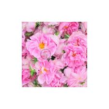 Descoperiti butasi trandafiri la preturi reduse (11 produse). Trandafir Pentru Dulceata Cu Flori De Culoare Roz Rosa Damascena Famous Roses Ogorul Ro