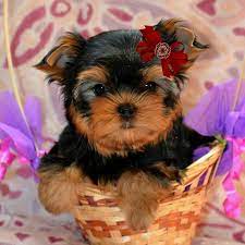 Parti Yorkie For Sale Pa Yorkie Puppies For Adoption Yorkie Yorkie Puppy For Sale