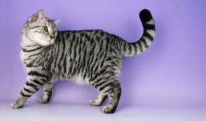 A pretty grey domestic short haired tabby cat kitten is sitting in front of a window posing. British Shorthair Cat Breed Information