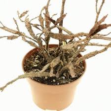 Image result for Euphorbia platycephala