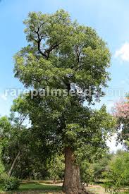 Image result for Erythrina falcata