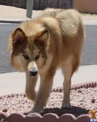 Black And Brown Wolf Dog Wolf Dogs Puppies Ckc Registered Hybrids Goregous And Great Temperments We Are Sold Out Now But We Are Taking Deposits Wolf Dog Wolf Dog Puppy Hybrid Dogs