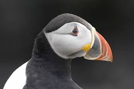 Puffins Can Be Easily Spotted In Orkney On Seabird Cliffs The Best Place In Orkney To See Them Is The Caastle Of Bur Scottish Fashion Sea Birds Orkney Islands