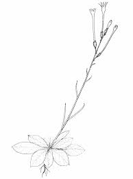 Image result for Turbina longiflora