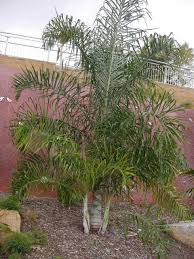 Image result for Dypsis
