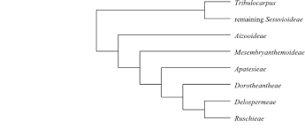 Image result for Centemopsis longipedunculata