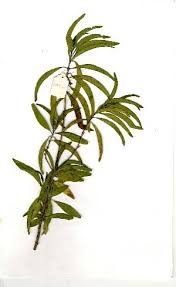 Image result for Justicia heterocarpa