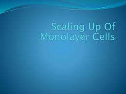 • the body is made up of about 200 different kinds of specialised cells such as muscle cells, nerve cells, fat cells and skin cells • all cells in the body come from stem cells • a stem cell is a cell that is not yet specialised • the process of specialisation is called differentiation • once. Scaling Up Of Monolayer Cells Ppt Download