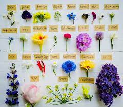 Maybe you would like to learn more about one of these? Edible Flowers Ireland Home Facebook