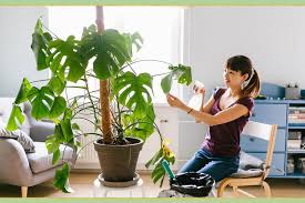 We did not find results for: 15 Brilliant And Easy Plant Care Tips Proflowers Blog