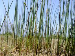 Image result for Juncaginaceae